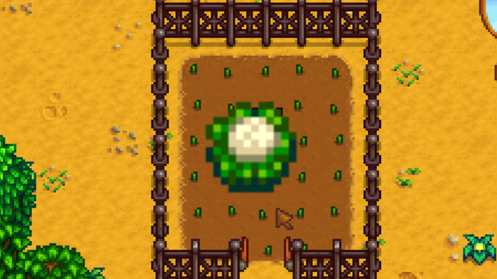 Cauliflower in the middle of growing crops.