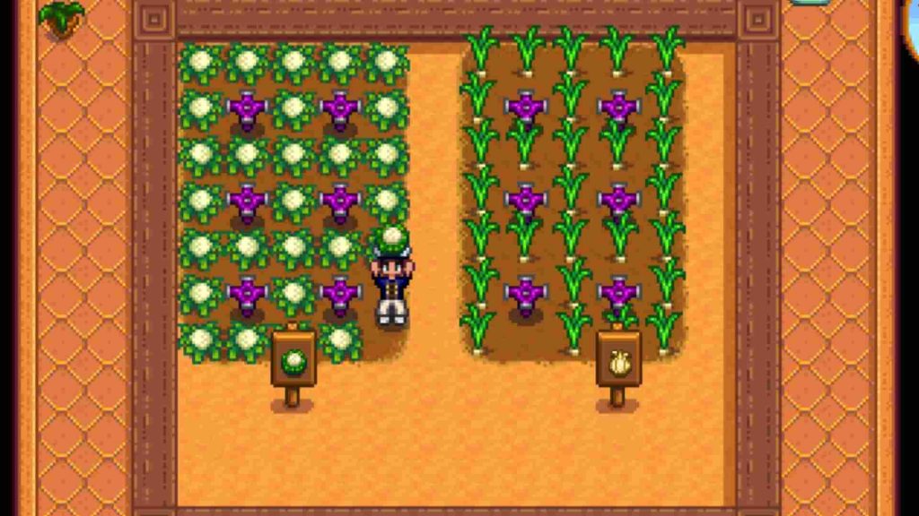 A player surrounded by cauliflower in Stardew Valley.