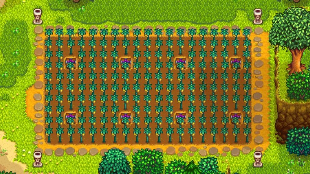A Starfruit Farm in Stardew Valley.