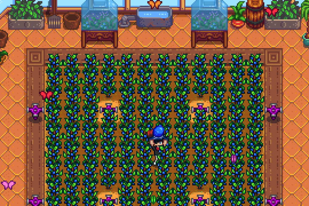 The player holding a Blueberry in a Blueberry farm inside the Greenhouse in Stardew Valley