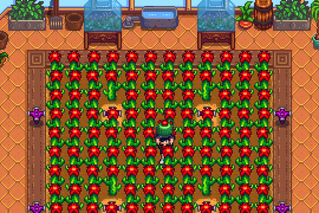 The player holding a Cactus Fruit in a Cactus farm inside the Greenhouse in Stardew Valley