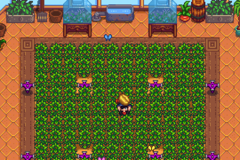 The player holding a Coffee Bean in a Coffee farm inside the Greenhouse in Stardew Valley