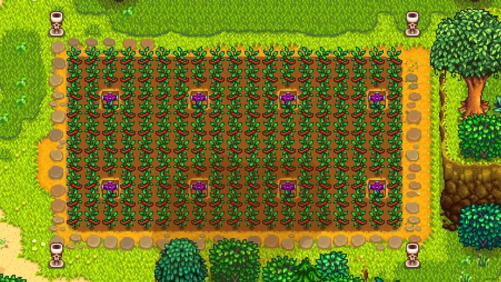 Summer crops: Hot Pepper