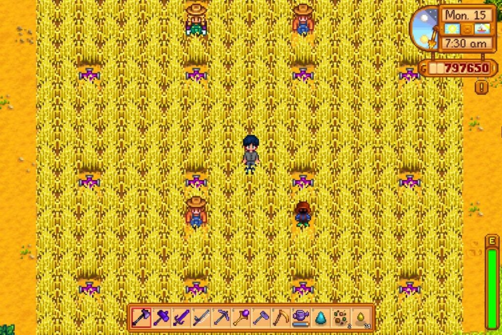 Summer crops: Wheat